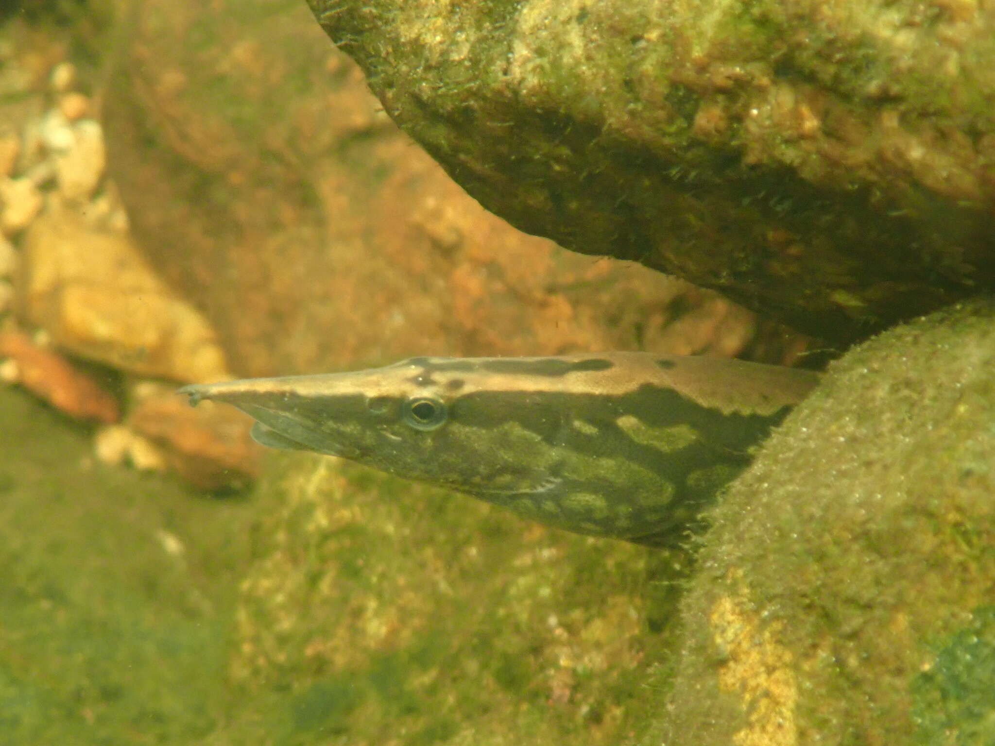 Image of Spiny eel