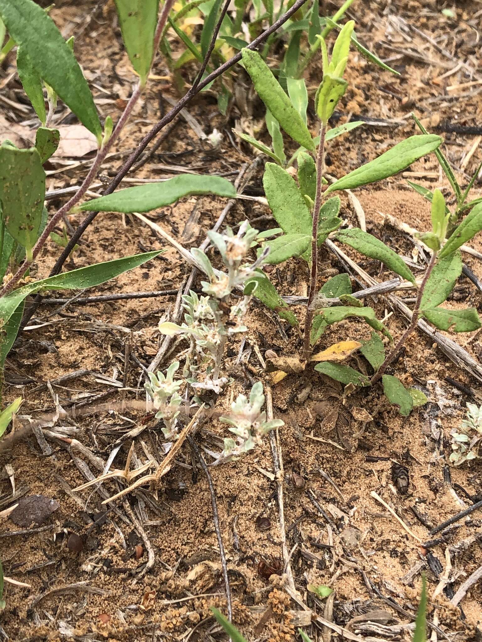 Image of silver pygmycudweed