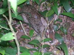 Image of Forest Rabbit