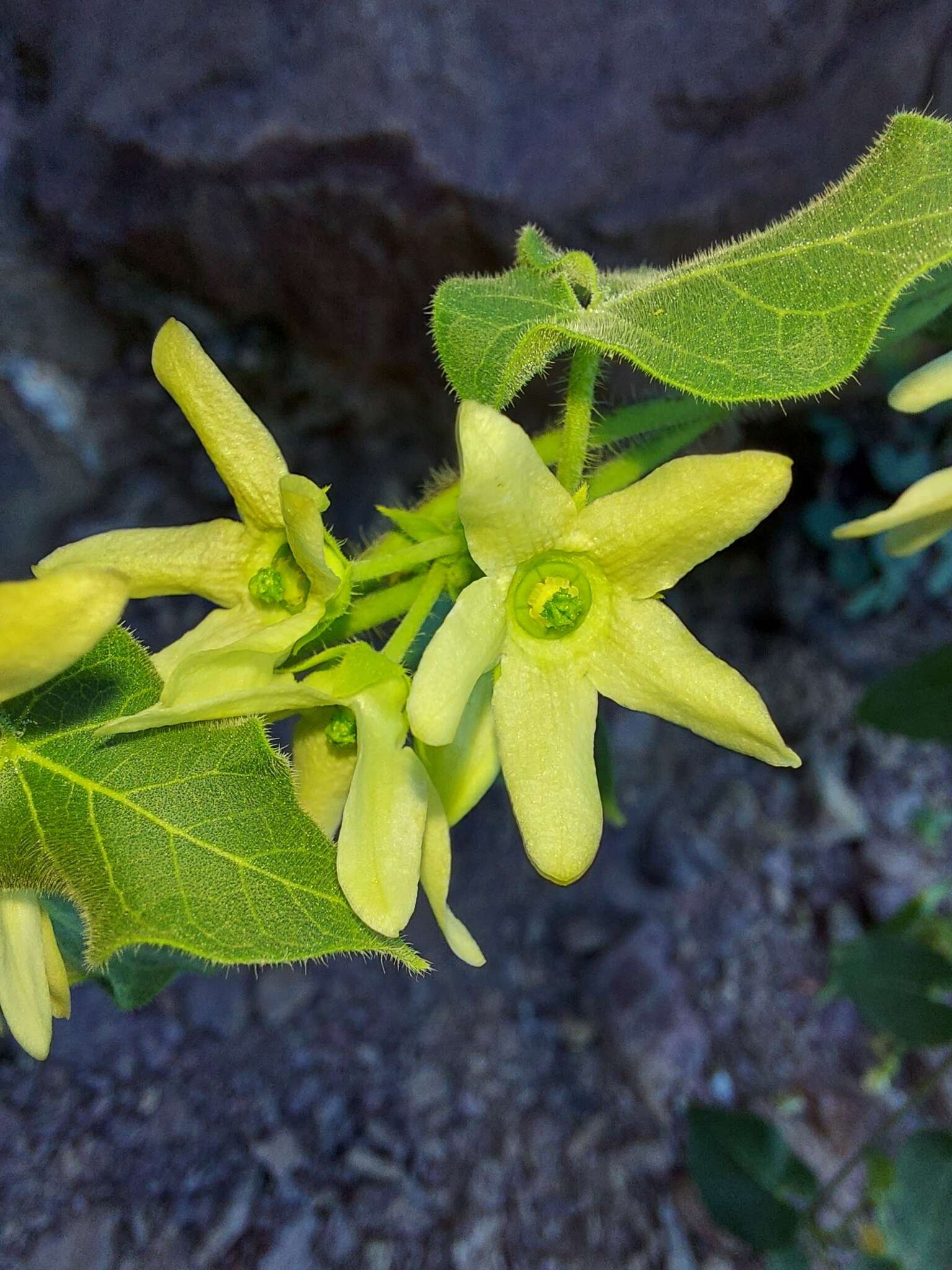 Image of Sonoran milkvine