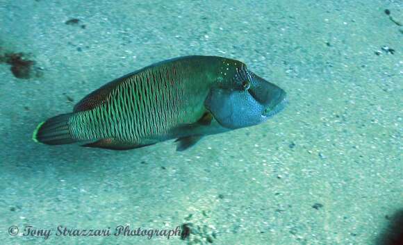 Image of Giant Wrasse