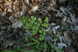 Image of Silphiodaucus hispidus