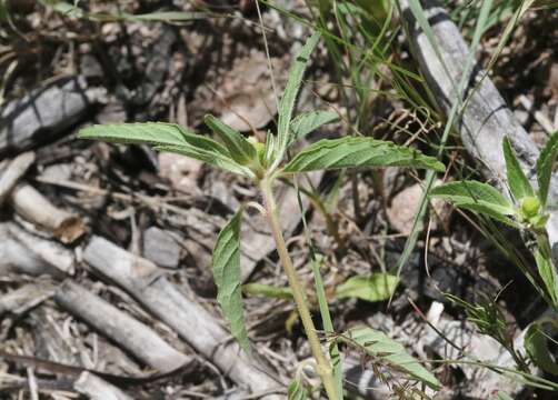 صورة Euphorbia cuphosperma (Engelm.) Boiss.