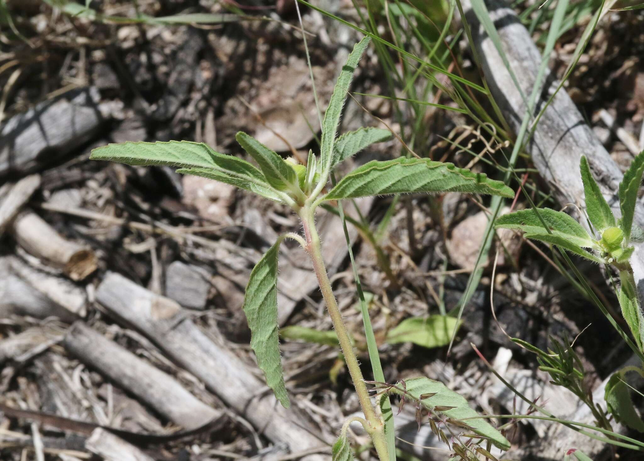 Euphorbia cuphosperma (Engelm.) Boiss. resmi