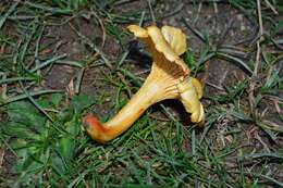 Image of Chanterelle