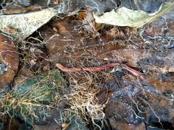 Image of Earthworm