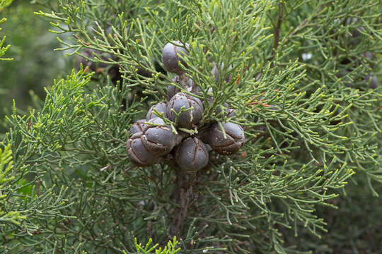 Image of Morrison's Cypress Pine