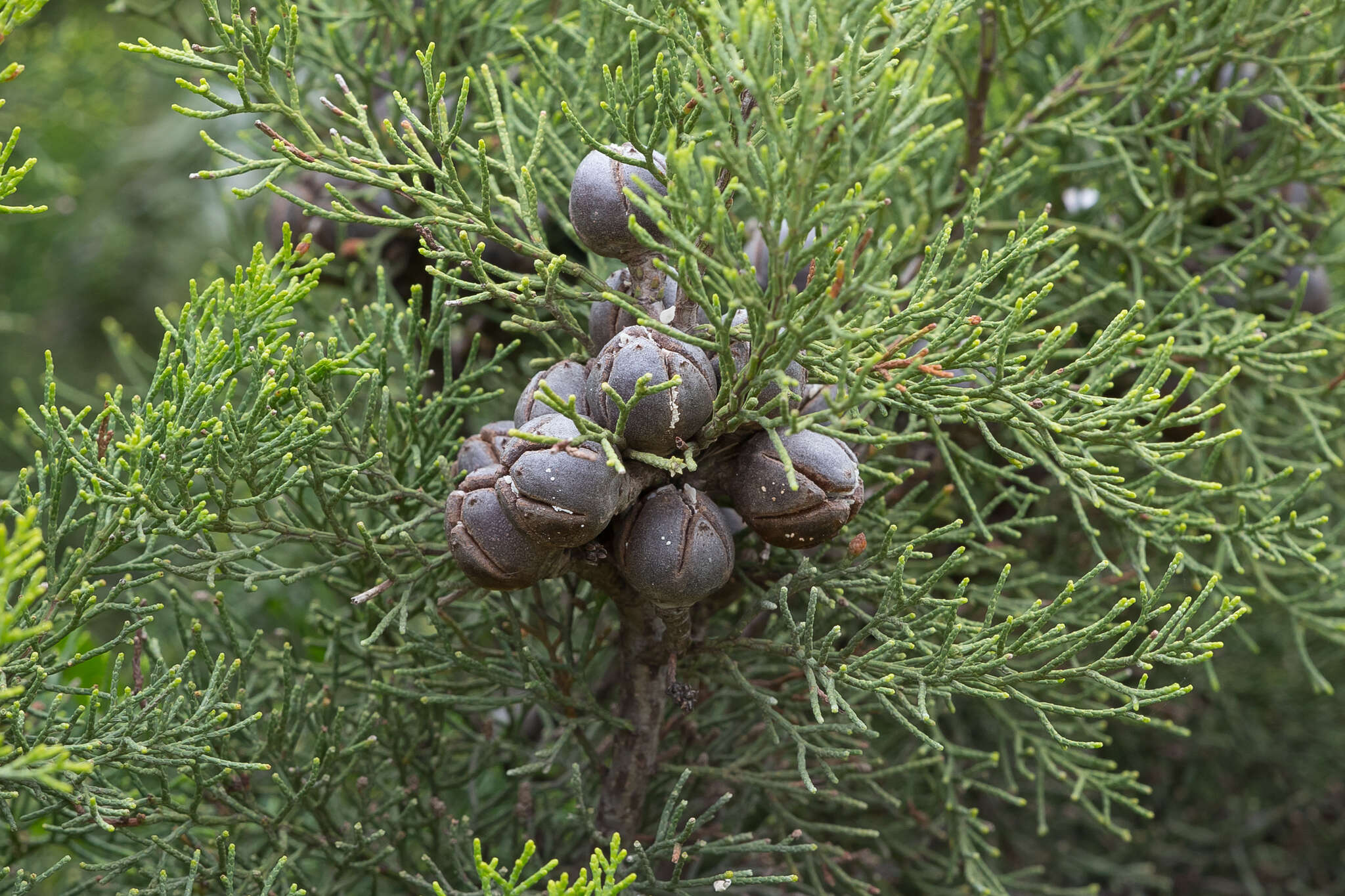 Image of Morrison's Cypress Pine