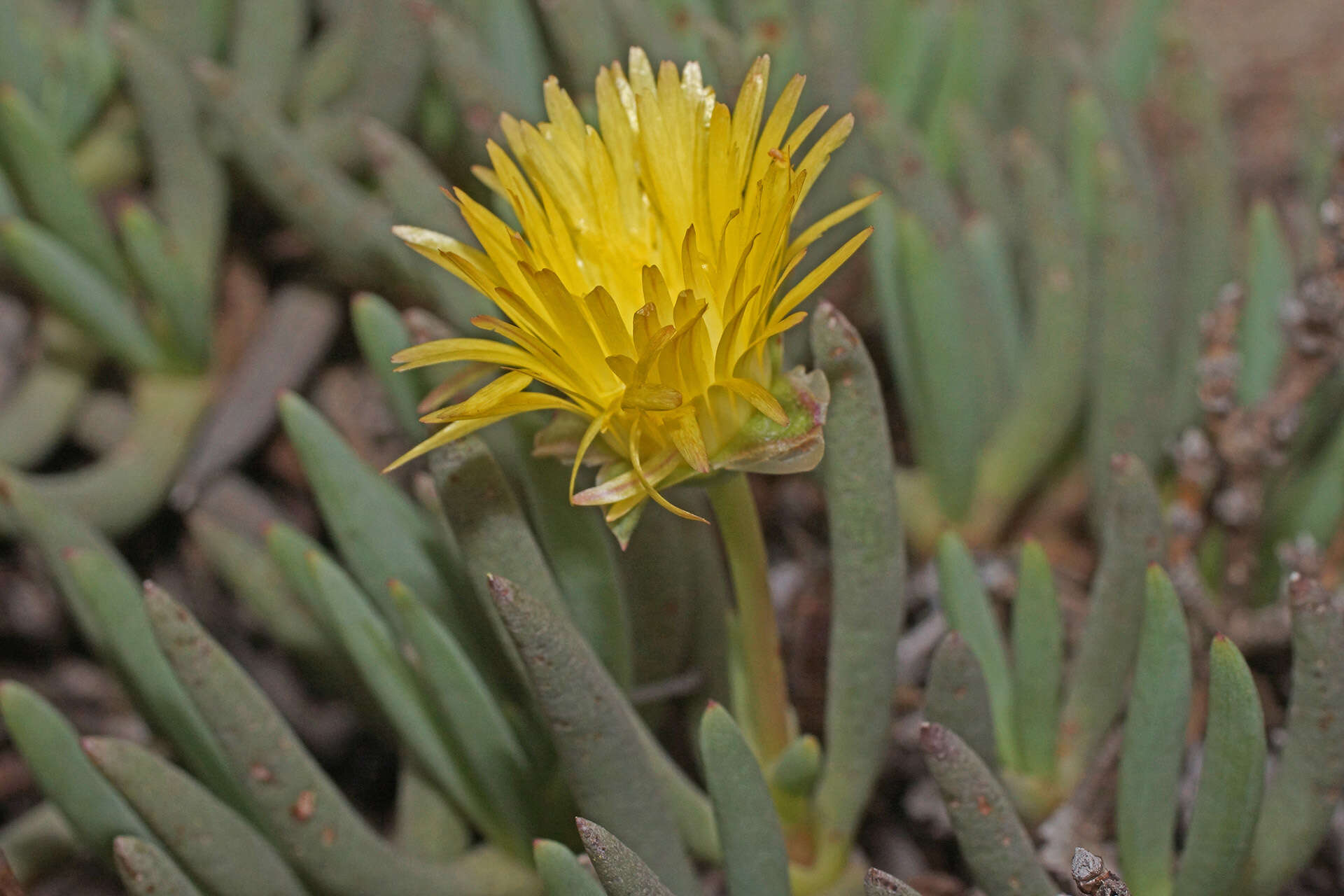 صورة Cephalophyllum loreum (L.) Schwant.