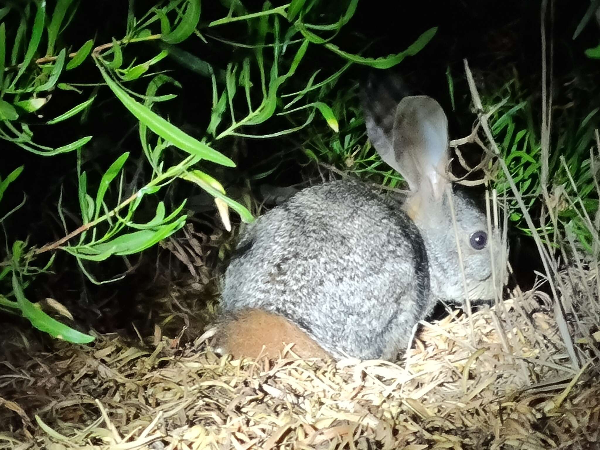 Image of Hewitt's Red Rock Hare