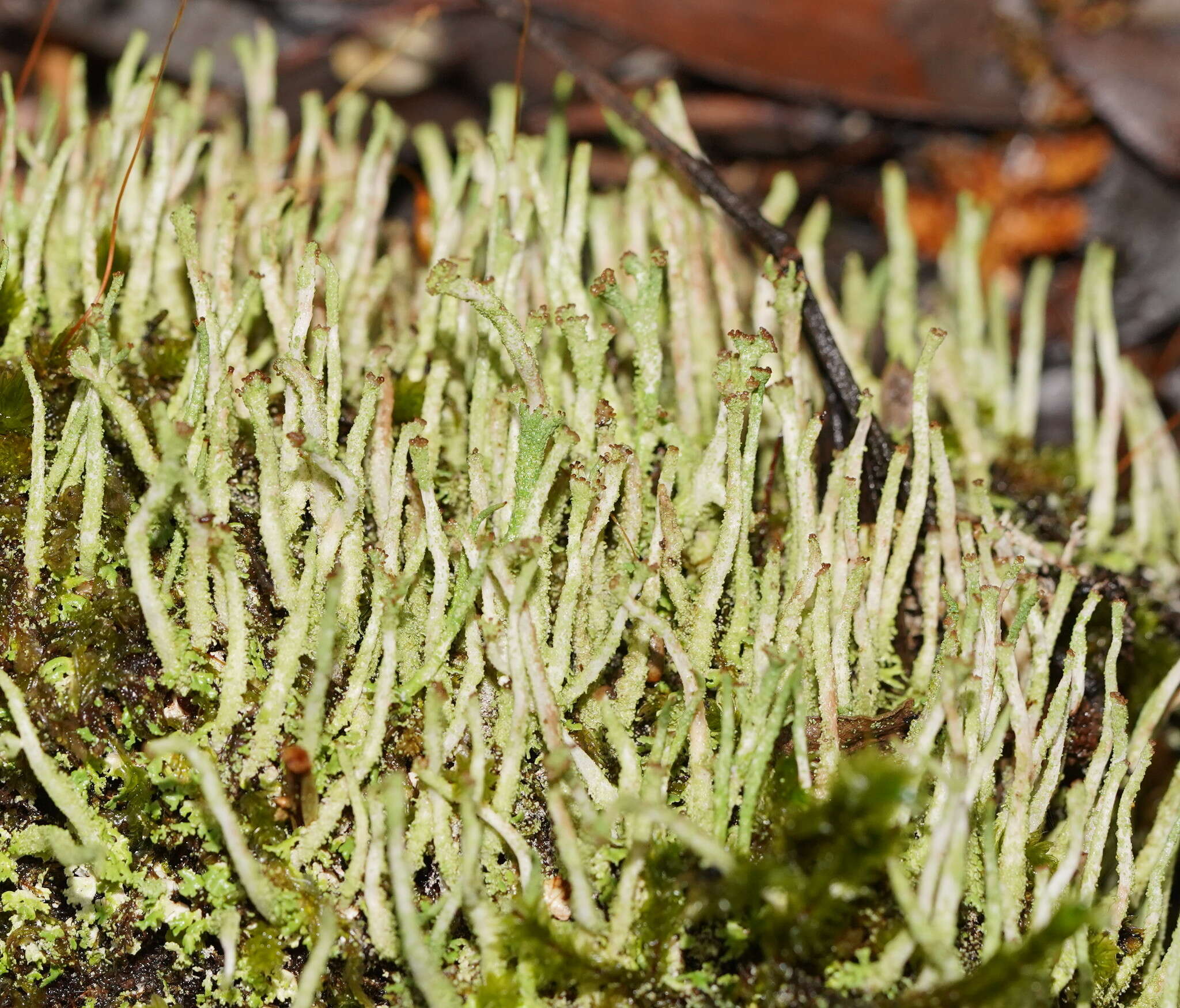 Plancia ëd Cladonia rigida (Hook. fil. & Taylor) Hampe