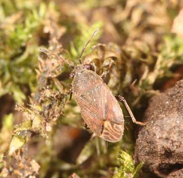 Image of Stygnocoris fuligineus Geoffroy 1785