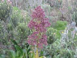 Image of Valeriana pilosa Ruiz & Pav.