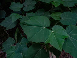 Image de Phymosia umbellata (Cav.) Kearney