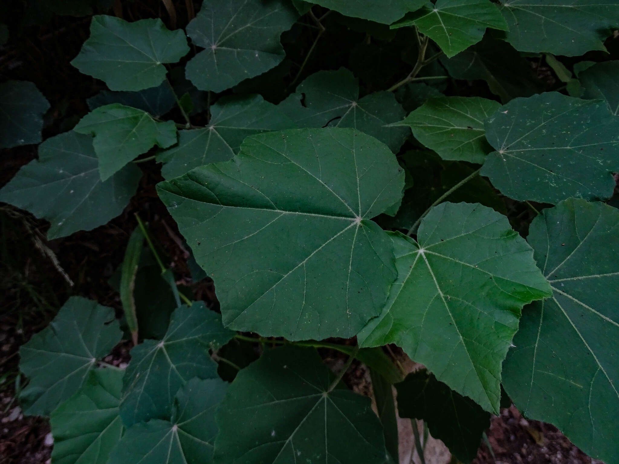 Image de Phymosia umbellata (Cav.) Kearney