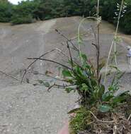 Image of Noccaea caerulescens subsp. calaminaris (Lej.) Holub