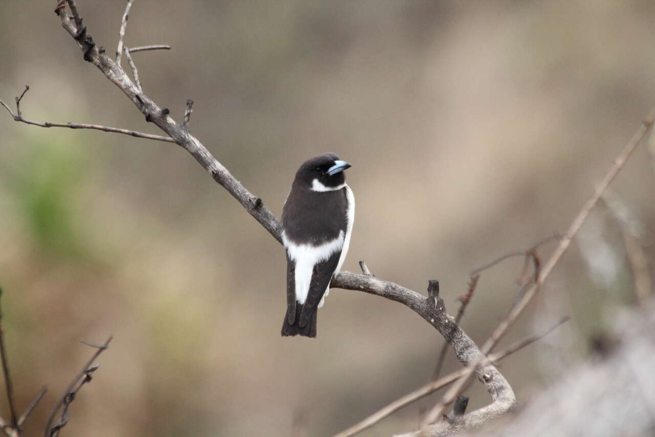 Image of Fiji Woodswallow