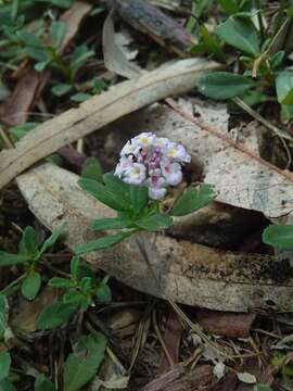 Plancia ëd Phyla nodiflora var. minor (Gillies & Hook.) N. O'Leary & Múlgura