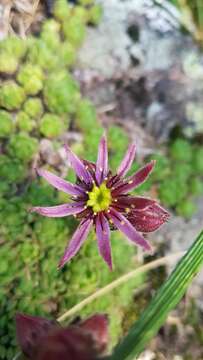 Image of Sempervivum montanum L.