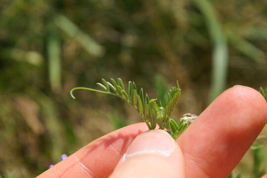 Image de Vicia cracca subsp. cracca