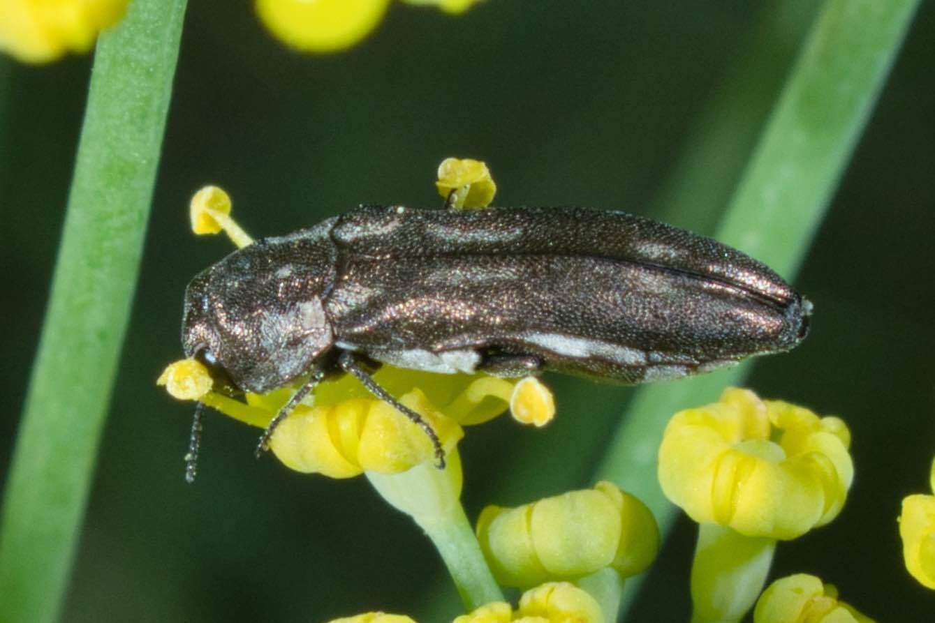 Image of Agrilus addendus Crotch 1873