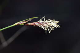 Image of Carex mucronata All.