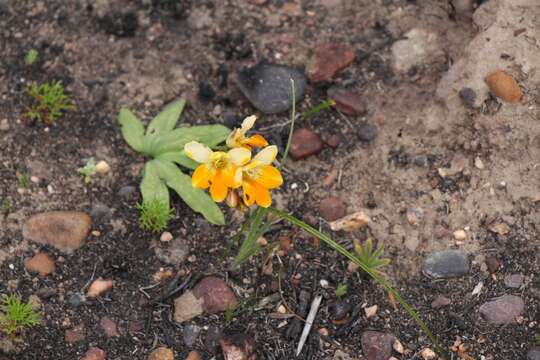 Image of Freesia fergusoniae L. Bolus