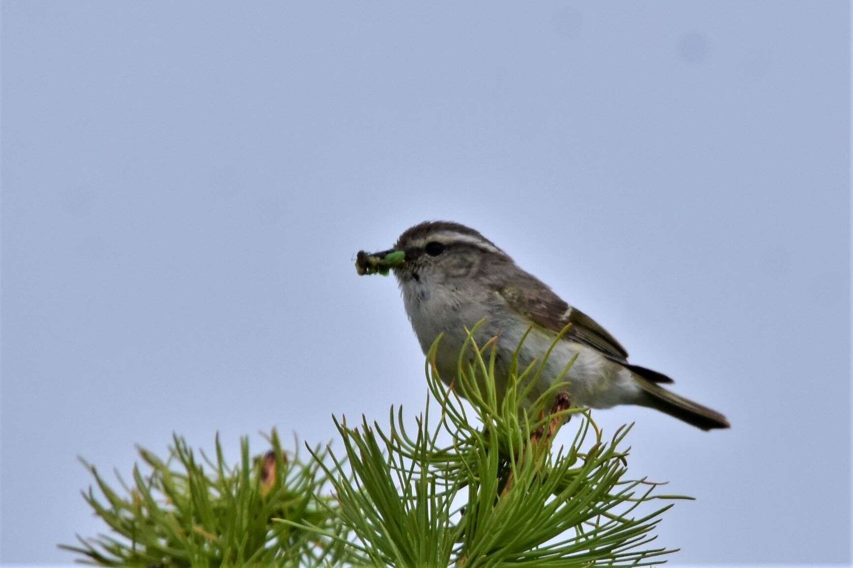 Image of Hume's Leaf Warbler