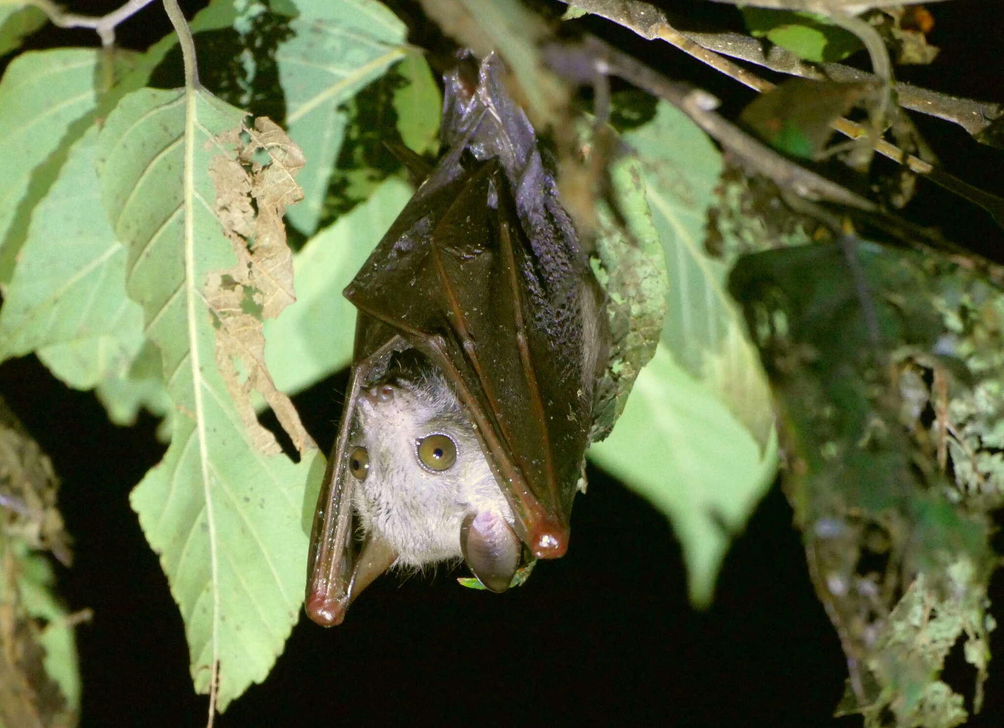 Image of Megaerops niphanae Yenbutra & Felten 1983