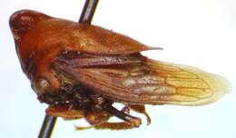 Image of Guayaquila obesa Dietrich