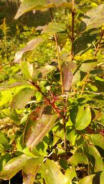 Image of Gray Dogwood