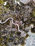 Image of Southern Blind Snake