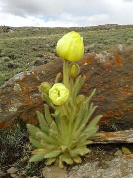 Imagem de Meconopsis integrifolia (Maxim.) Franch.