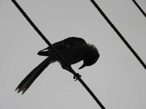 Image of Long-tailed Mockingbird