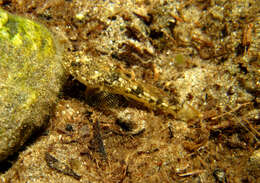 Image of Pacific staghorn sculpins