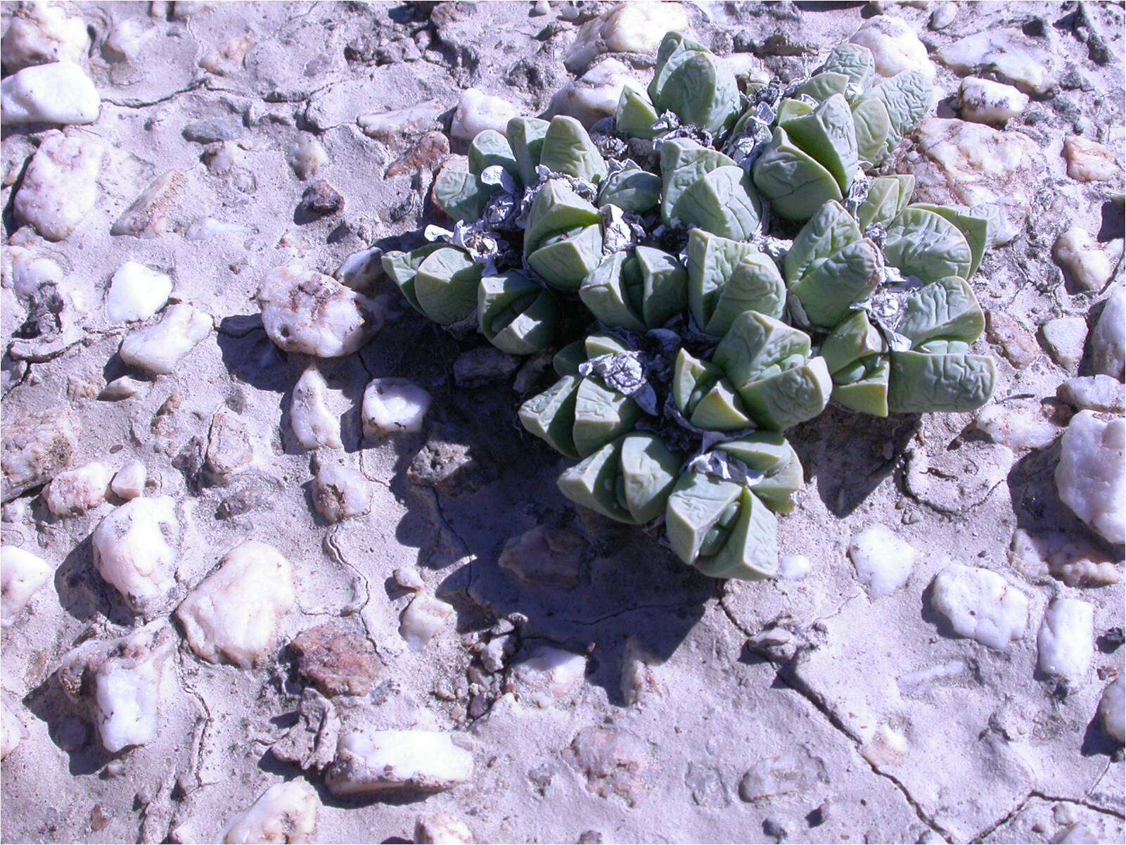 Image of Gibbaeum petrense (N. E. Br.) Tisch.