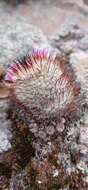 Image de Mammillaria bombycina subsp. perezdelarosae (Bravo & Scheinvar) D. R. Hunt