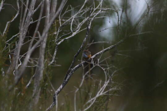 صورة Stipiturus malachurus westernensis Campbell & AJ 1912