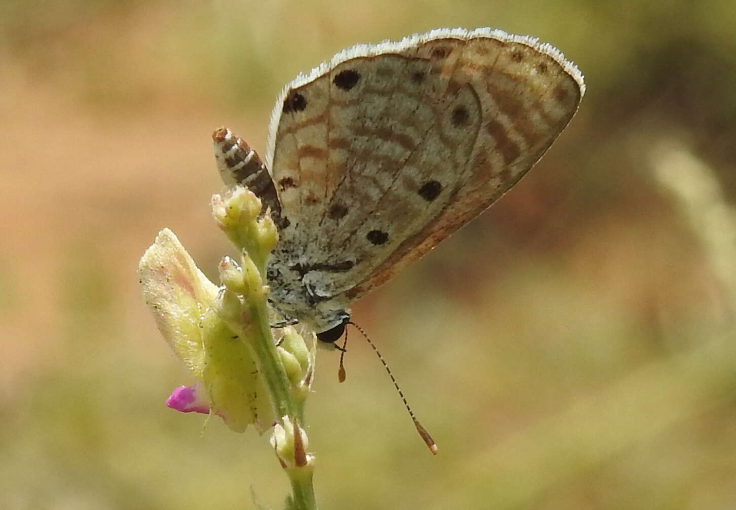 Image of African babul blue