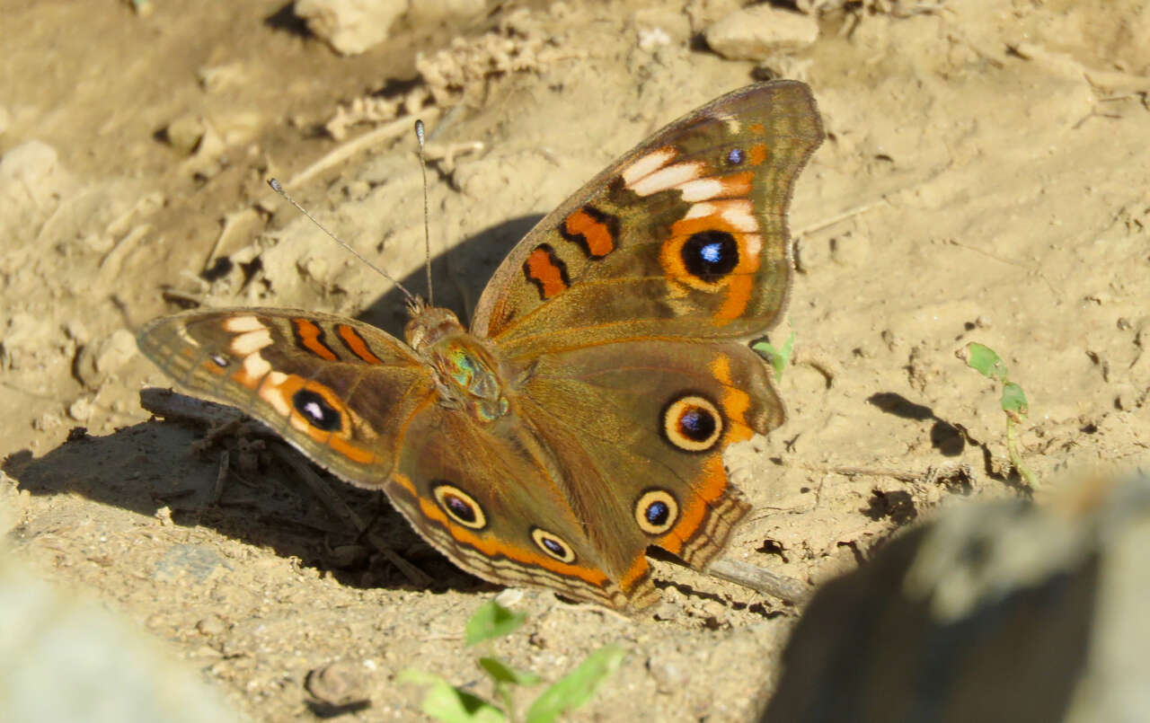 Imagem de Junonia pacoma