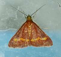 Image of Pyrausta pseuderosnealis Munroe 1976