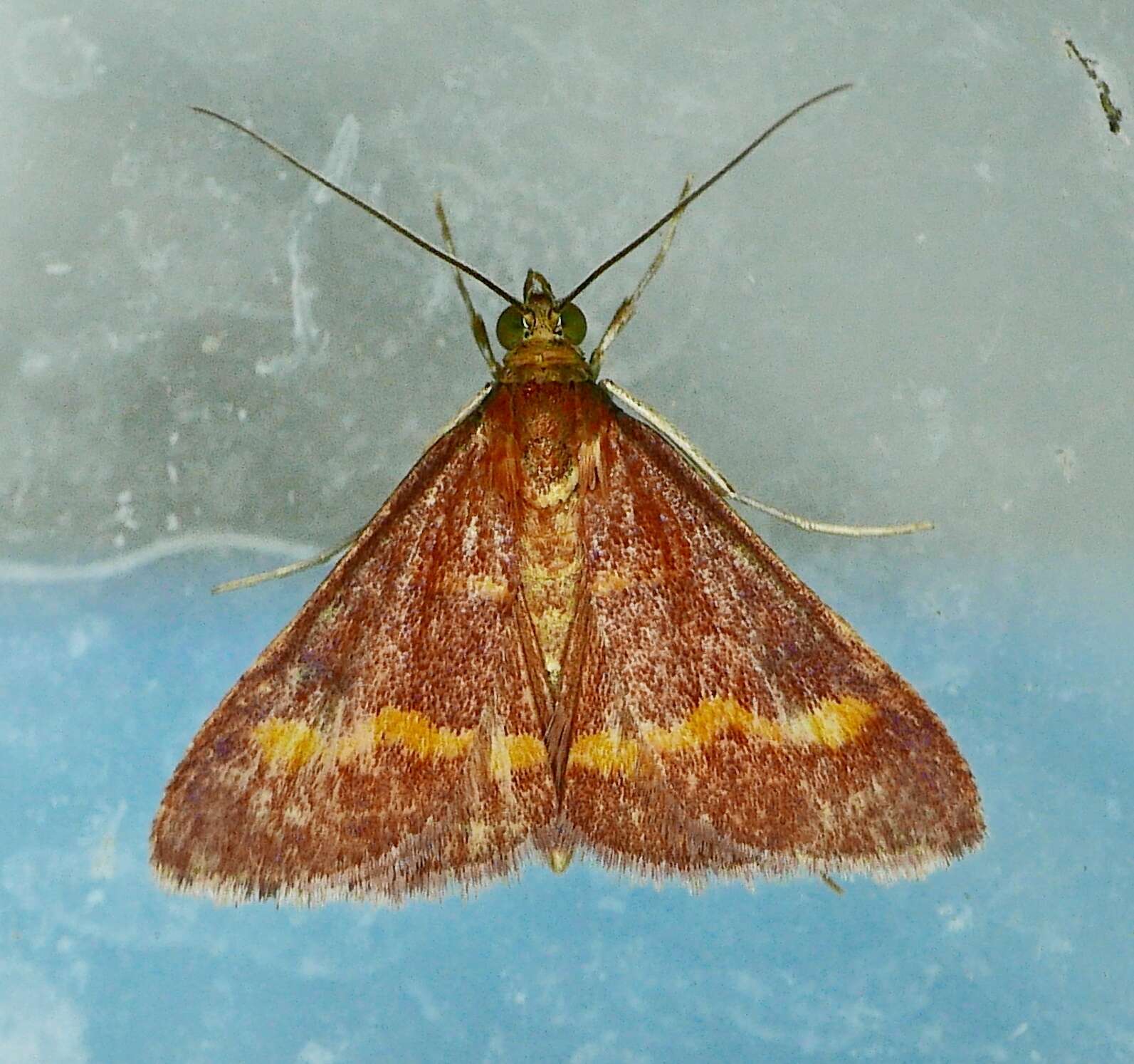 Image of Pyrausta pseuderosnealis Munroe 1976