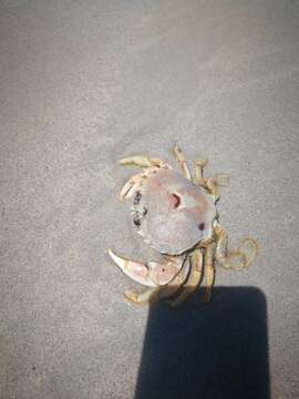 Image of three-spot swimming crab