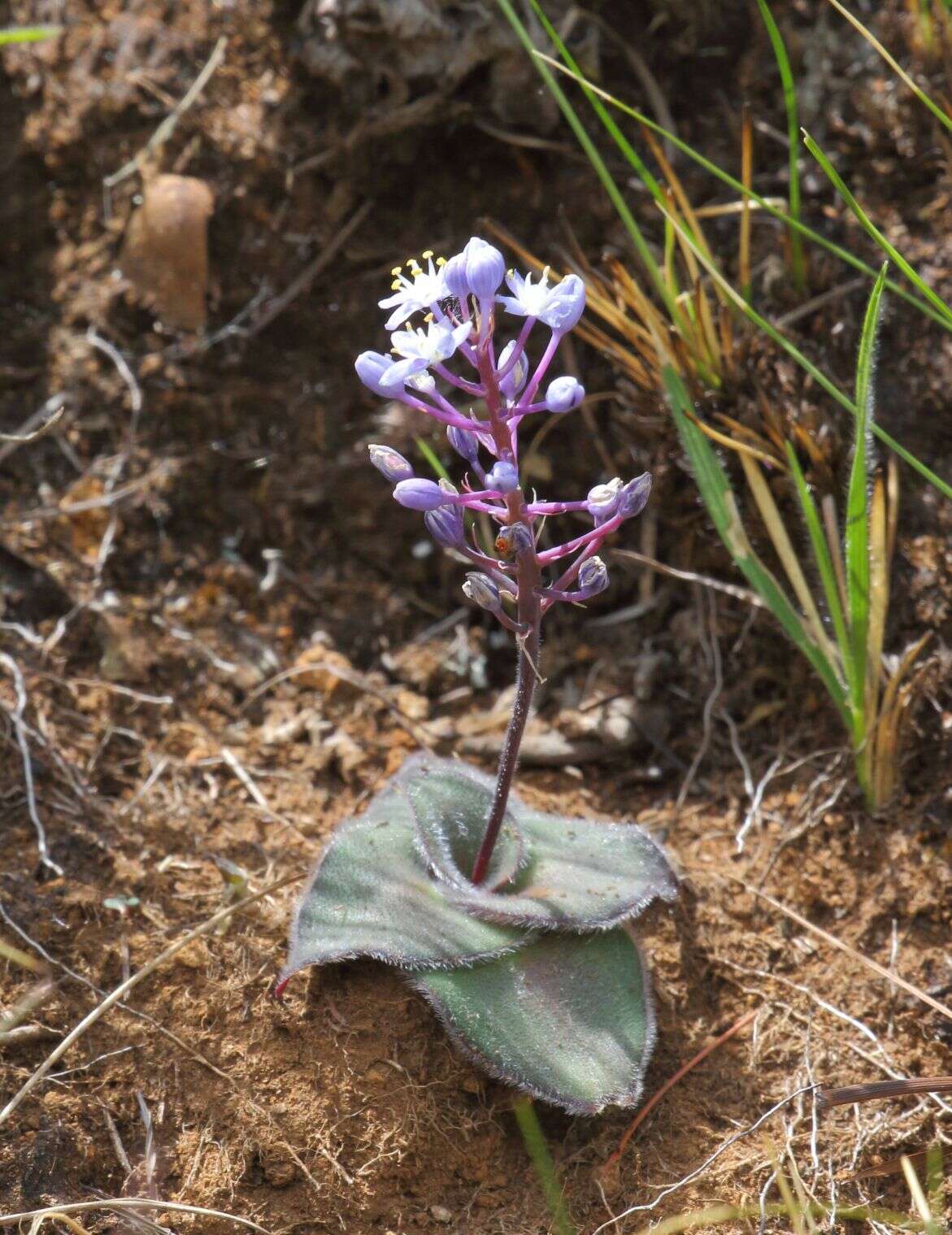 Image of Merwilla dracomontana (Hilliard & B. L. Burtt) Speta