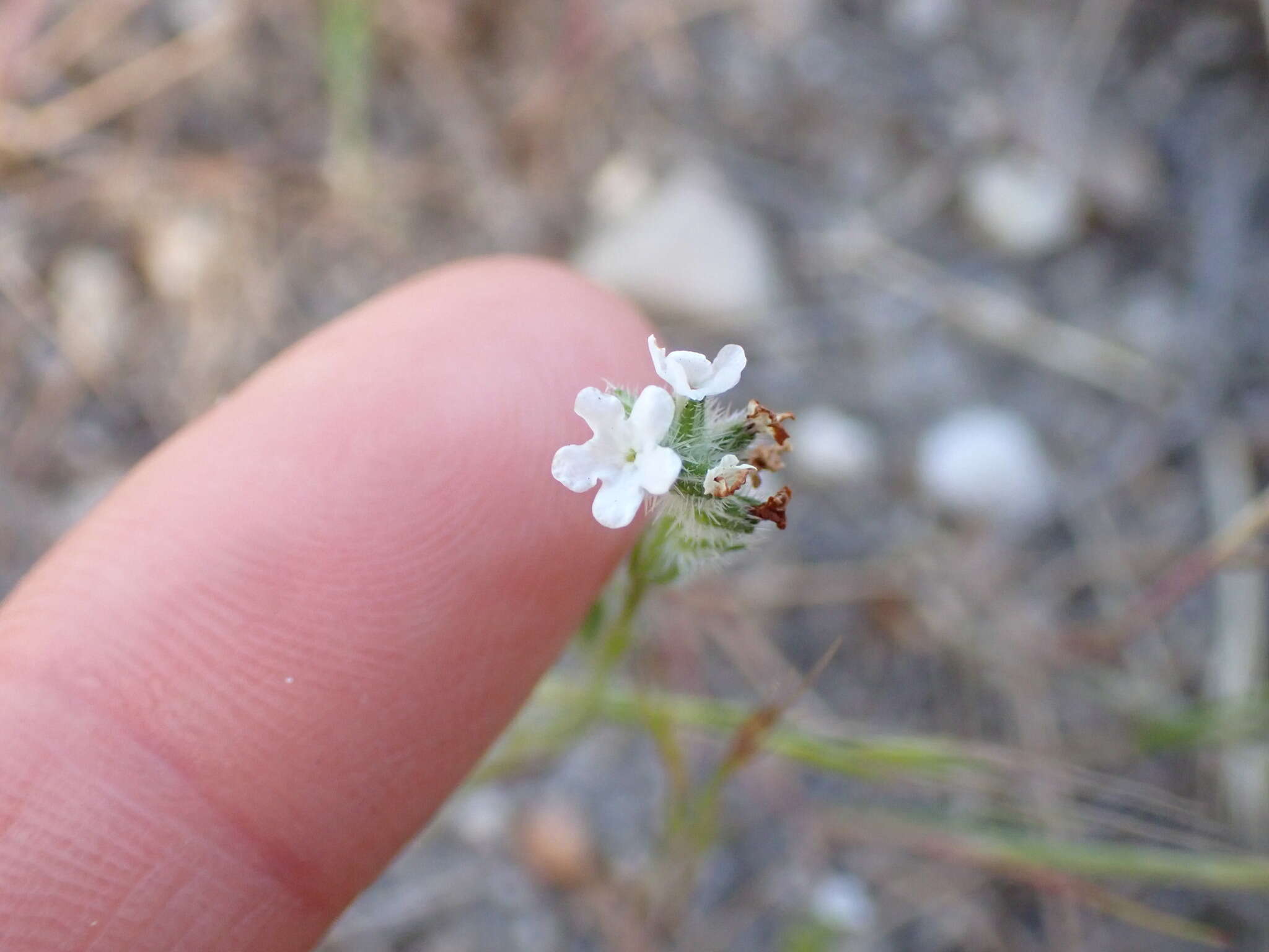 Plancia ëd Cryptantha wigginsii I. M. Johnst.