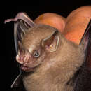 Image of Thomas's fruit-eating bat
