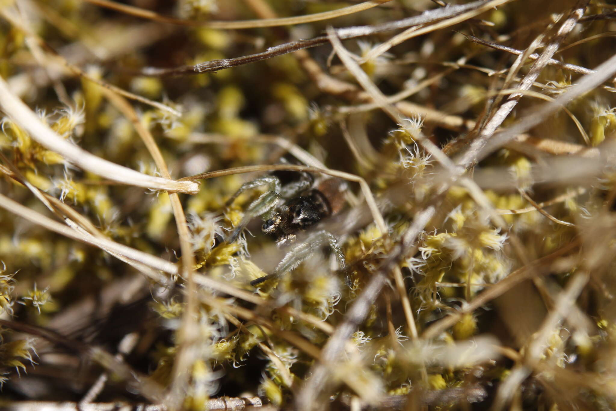 Image of Habronattus ophrys Griswold 1987