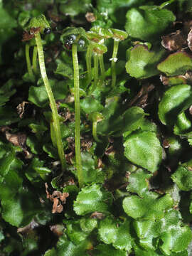 Image of Marchantia quadrata Scop.