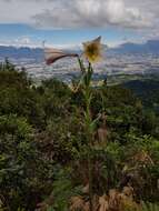 Image of Easter lily