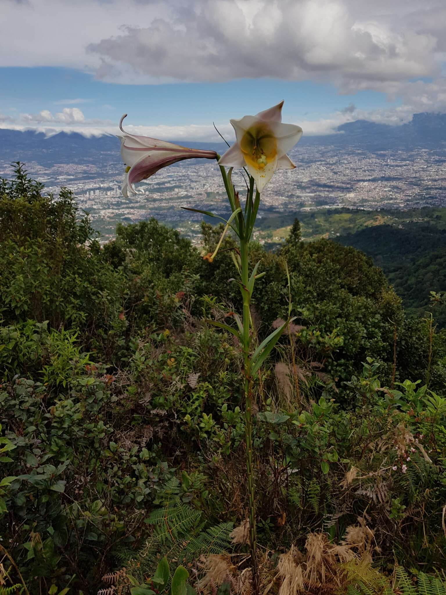 Image of Easter lily